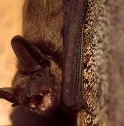 Breitflügel-Fledermaus. D. Diehl