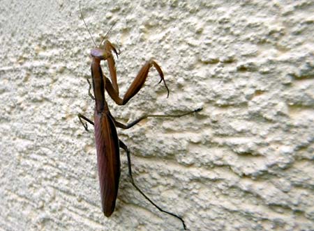 Gottesanbeterin (D. Diehl)