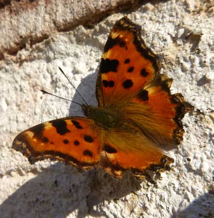 Großer Fuchs. D. Diehl