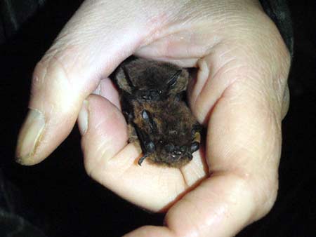 2 Exemplare Zwergfledermaus. D. Diehl