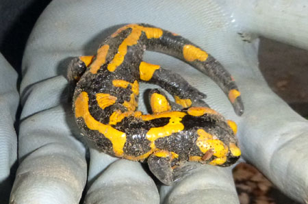 Feuersalamander (D. Diehl)