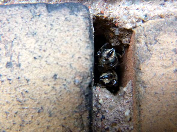 Schwebfliegen in Mauerfuge. D. Diehl