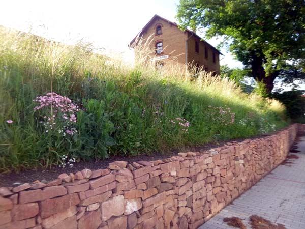 Blten ber der Mauer (D. Diehl)