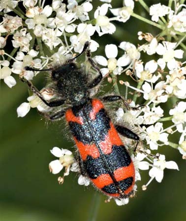 Trichodes alveolarius (D. Diehl)