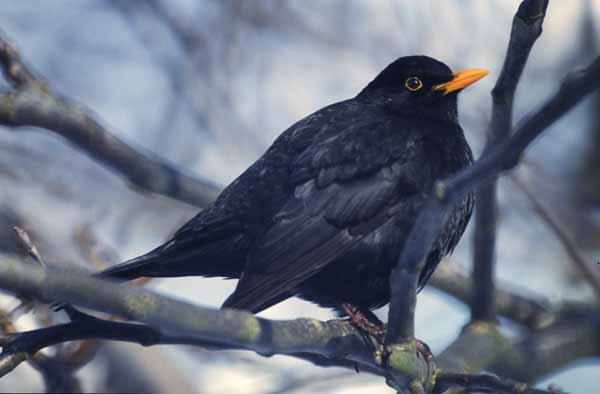 Amsel-Mnnchen. D. Diehl