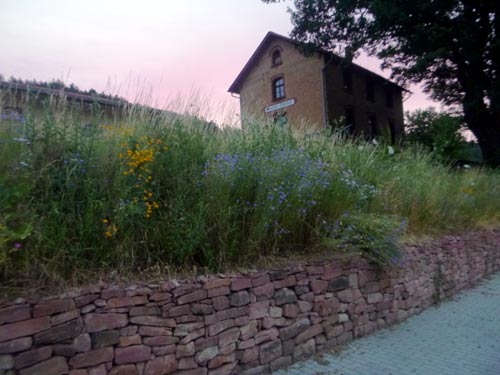 Blumen an Parkplatzbschung. D. Diehl