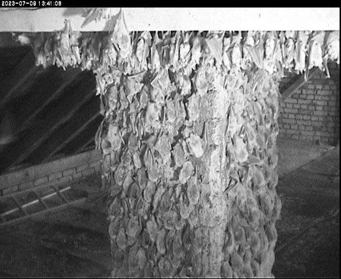 Fledermuse am Kamin. D. Diehl
