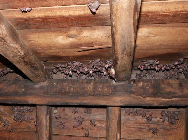 Jungtiere auf dem Dachboden. K. Kugelschafter