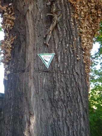 Stamm des Naturdenkmals Eiche am Bahnhof. D. Diehl